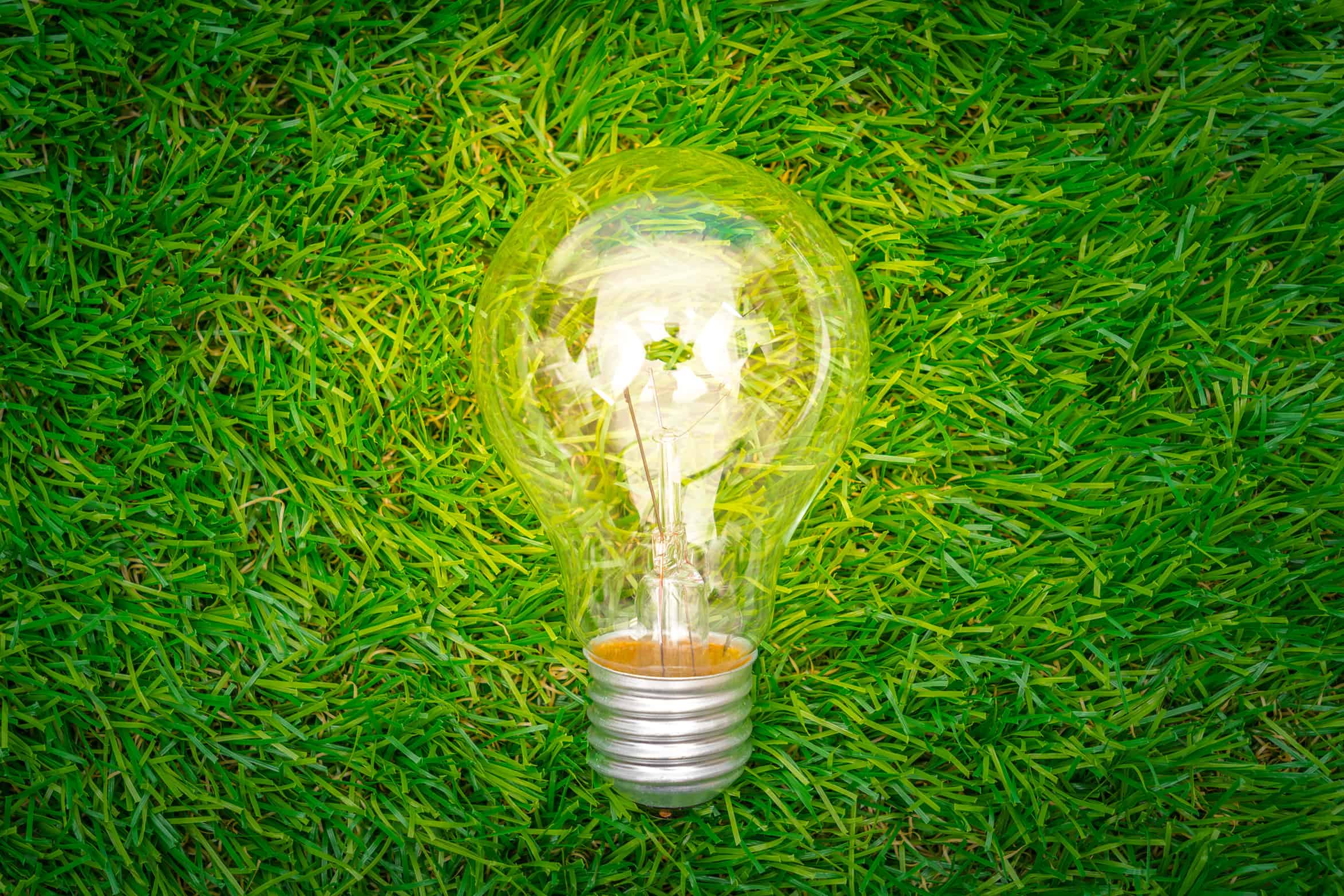eco concept light bulb grow in the grass